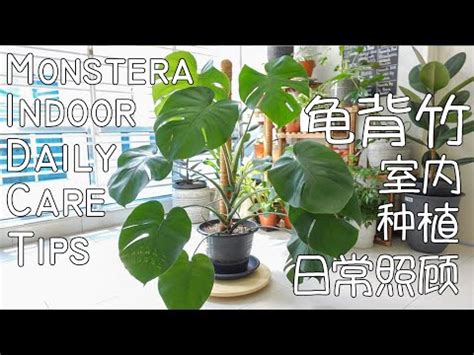monstera 中文 廚房樓上是房間